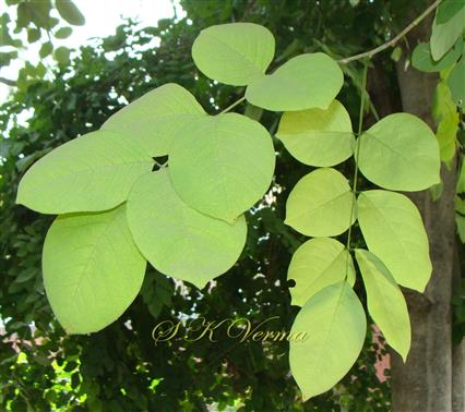  Leaves